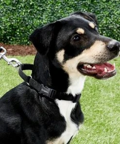 Frisco Solid Nylon Martingale Dog Collar with Buckle -PetNest Shop 139159 PT2. SY630 V1620069759