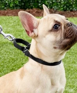 Frisco Solid Nylon Slip-On Martingale Dog Collar -PetNest Shop 139163 PT2. SY630 V1620068832