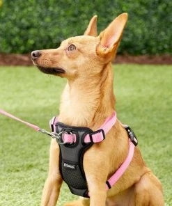 Frisco Padded Nylon No Pull Dog Harness -PetNest Shop 140003 PT1. SY630 V1522359285