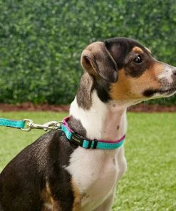 Frisco Patterned Nylon Dog Collar 9 Frisco Patterned Nylon Dog Collar -PetNest Shop 140035 PT2. SY630 V1620170865