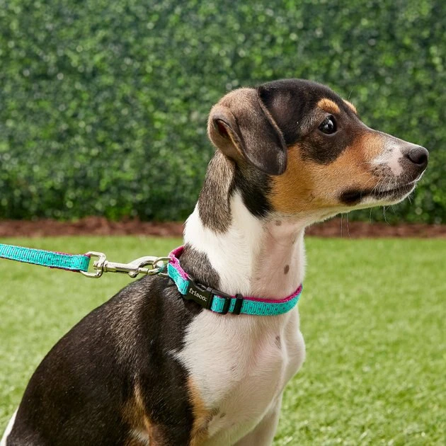 Frisco Patterned Nylon Dog Collar 5 Frisco Patterned Nylon Dog Collar - Image 3