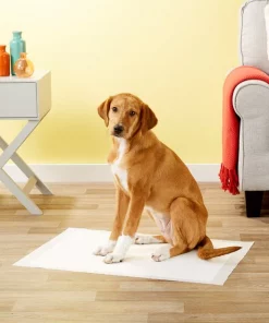 Frisco Dog Training Pads, 21 x 30-in, 30 count, Floral Scented -PetNest Shop 149820 PT6. SY630 V1624495383