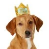 Frisco Happy Birthday Dog & Cat Crown -PetNest Shop 153665 MAIN. SY630 V1551230974