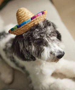Frisco Dog & Cat Sombrero Hat -PetNest Shop 158881 PT8. SY630 V1624553158