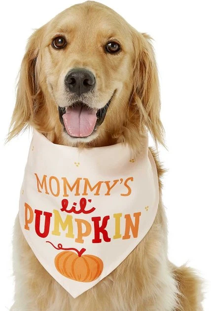 Frisco Mommy's Lil Pumpkin Dog & Cat Bandana 6 Frisco Mommy's Lil Pumpkin Dog & Cat Bandana - Image 4