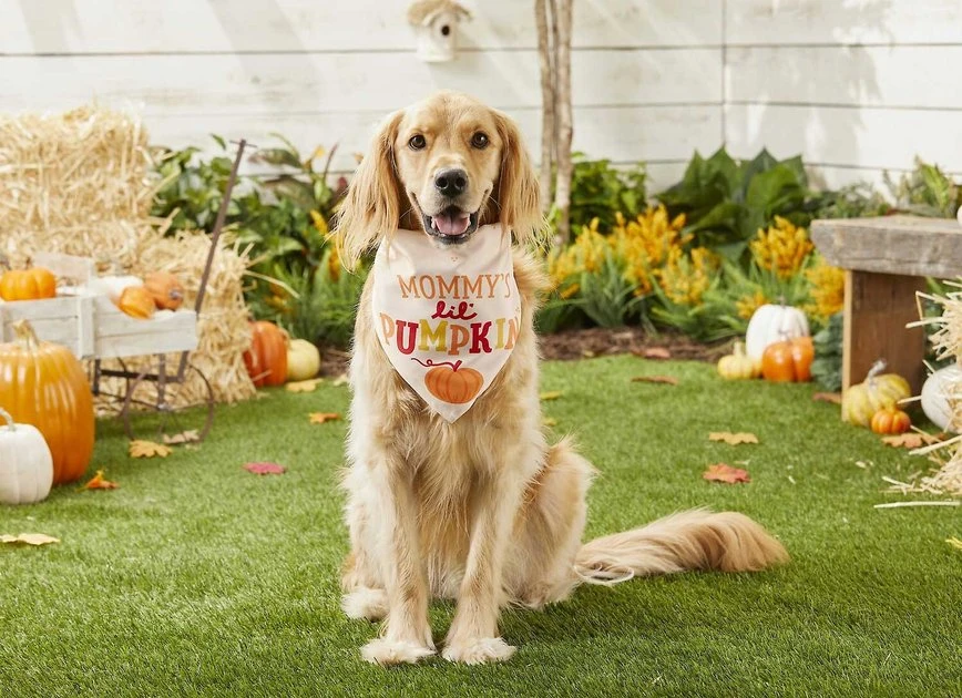 Frisco Mommy's Lil Pumpkin Dog & Cat Bandana 7 Frisco Mommy's Lil Pumpkin Dog & Cat Bandana - Image 5
