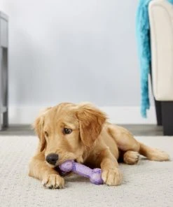 Frisco Birthday TPR Bone Dog Toy, Purple -PetNest Shop 162911 PT2. SY630 V1566499027