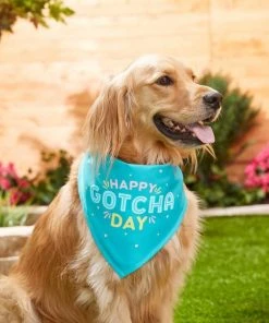 Frisco Happy Gotcha Day Dog & Cat Bandana -PetNest Shop 191247 PT3. SY630 V1586899165