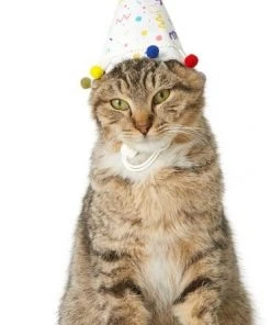 Frisco Confetti Dog & Cat Birthday Hat -PetNest Shop 191274 PT2. SY630 V1582053206