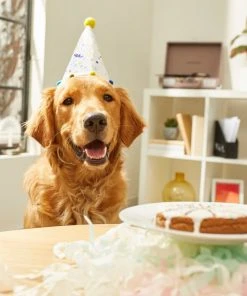 Frisco Confetti Dog & Cat Birthday Hat -PetNest Shop 191274 PT5. SY630 V1582053252