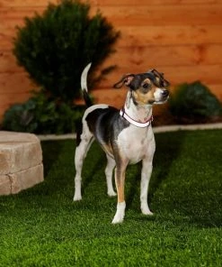 Frisco Solid Polyester Reflective Dog Collar -PetNest Shop 212775 PT5. SY630 V1628877724