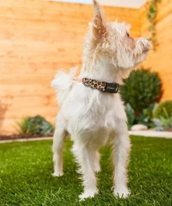 Frisco Leopard Print Polyester Dog Collar -PetNest Shop 213742 PT3. SY630 V1583359980