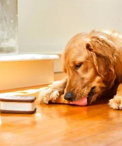 Frisco Ice Cream Sandwich & Ice Cream Cone Latex Dog Toy, 2-pack -PetNest Shop 213840 PT8. SY630 V1600488499