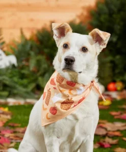 Frisco Whimsical Halloween Dog & Cat Bandana -PetNest Shop 215651 PT8. SY630 V1599006373