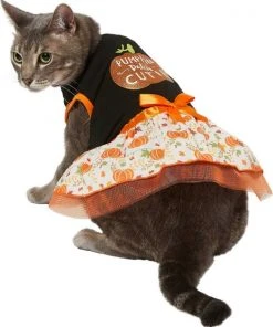 Frisco Pumpkin Patch Cutie Dog & Cat Dress -PetNest Shop 215783 PT2. SY630 V1632417114