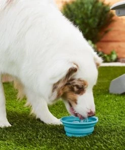 Frisco Silicone Collapsible Travel Bowl Set, 3 count, 1.5 Cups 11 Frisco Silicone Collapsible Travel Bowl Set, 3 count, 1.5 Cups -PetNest Shop 216033 PT7. SY630 V1605661035