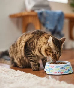 Frisco Colorful Fish Melamine Cat Bowl, 1.5 Cups 13 Frisco Colorful Fish Melamine Cat Bowl, 1.5 Cups -PetNest Shop 216047 PT7. SY630 V1633025238