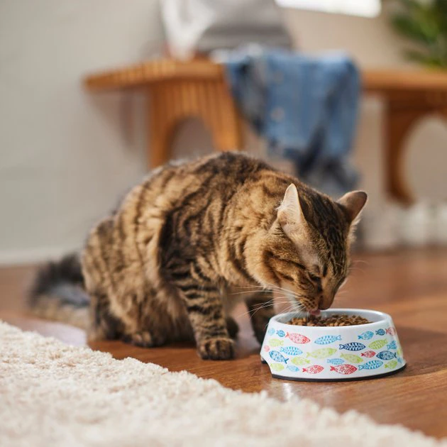 Frisco Colorful Fish Melamine Cat Bowl, 1.5 Cups 8 Frisco Colorful Fish Melamine Cat Bowl, 1.5 Cups - Image 6