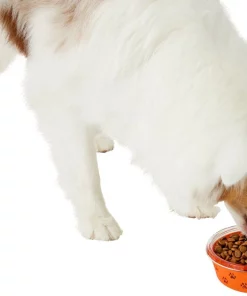 Frisco Paw Design Glass Bowl with Silicone Sleeve, 3 Cups -PetNest Shop 216055 PT6. SY630 V1605655922