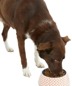 Frisco Southwest Melamine Bowl, 3 Cup -PetNest Shop 216064 PT6. SY630 V1605652321