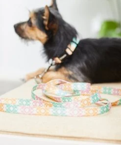Frisco Pastel Tie Dye Polyester Dog Leash -PetNest Shop 218254 PT4. SY630 V1597599974