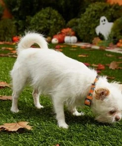 Frisco Monster Bash Polyester Dog Collar -PetNest Shop 226904 PT4. SY630 V1597685492