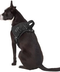 Frisco Big Dog Harness -PetNest Shop 227874 PT5. SY630 V1603417907