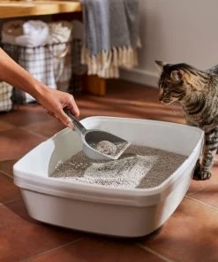 Frisco Lightweight Unscented Clumping Cat Litter -PetNest Shop 230716 PT4. SY630 V1659023918