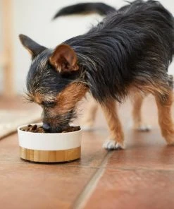 Frisco Melamine Dog & Small Pet Bowl with Bamboo Base -PetNest Shop 232065 PT2. SY630 V1608596249