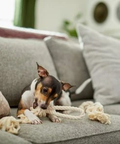 Frisco Double Knot Cotton Rope Dog Toy, 2 count -PetNest Shop 242155 PT2. SY630 V1605208728