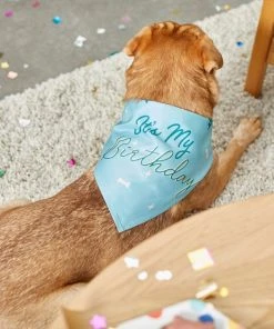 Frisco It's My Birthday Dog & Cat Bandana, Blue -PetNest Shop 248696 PT7. SY630 V1613586102