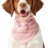 Frisco It's My Birthday Dog & Cat Bandana, Pink -PetNest Shop 248702 MAIN. SY630 V1614611594