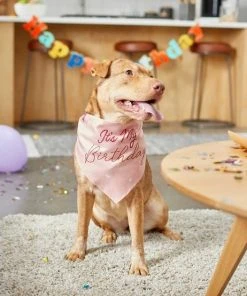 Frisco It's My Birthday Dog & Cat Bandana, Pink -PetNest Shop 248702 PT5. SY630 V1633073795