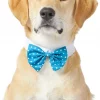 Frisco Polka Dot Dog & Cat Bow Tie, Teal -PetNest Shop 248715 MAIN. SY630 V1613766396