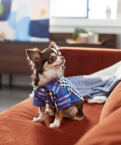 Frisco Plaid Dog & Cat Button Up Shirt, Navy Plaid -PetNest Shop 249176 PT6. SY630 V1624598867