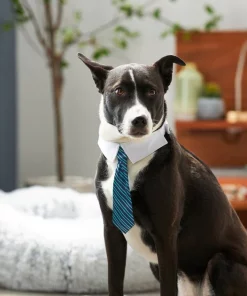 Frisco Stripes Dog & Cat Neck Tie -PetNest Shop 249301 PT7. SY630 V1614658926