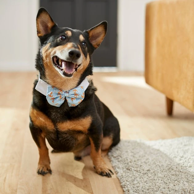 Frisco Nautical Anchor Dog & Cat Bow Tie 6 Frisco Nautical Anchor Dog & Cat Bow Tie - Image 4