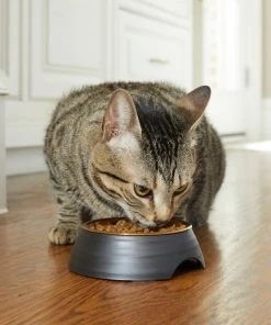 Frisco Matte Black Design Light Copper Stainless Steel Dog & Cat Bowl -PetNest Shop 253050 PT2. SY630 V1616597804