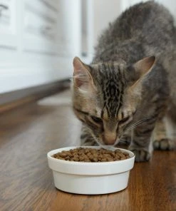 Frisco Gold Trim Melamine Dog & Cat Bowl, Cream -PetNest Shop 253062 PT2. SY630 V1616595766