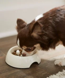 Frisco Melamine Slow Feed Dog & Cat Bowl with Gold Trim, Cream -PetNest Shop 253067 PT2. SY630 V1616597797