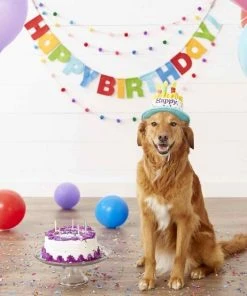 Frisco Birthday Cake Dog & Cat Hat & Frisco Dog & Cat Birthday Bandana -PetNest Shop 255463 PT2. SY630 V1603716123