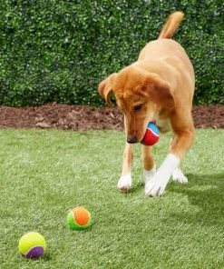 Frisco||True Acre Foods Frisco Fetch Squeaking Colorful Tennis Ball Dog Toy & True Acre Foods Salmon Recipe Mini-Training Rewards Grain-Free Soft & Chewy Dog Treats -PetNest Shop 255469 PT2. SY630 V1602691284