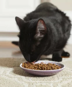 Frisco Kaleidoscope Pattern Non-skid Ceramic Cat Dish, Purple, 0.62 Cup -PetNest Shop 256088 PT2. SY630 V1616167026