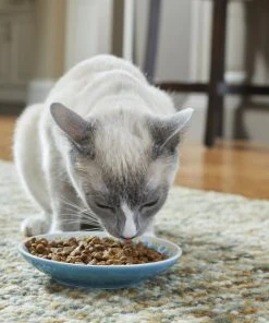 Frisco Kaleidoscope Pattern Non-skid Ceramic Cat Dish, Blue, 0.62 Cup -PetNest Shop 256092 PT2. SY630 V1616167031