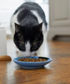 Frisco Cat Face Non-skid Ceramic Cat Dish, Blue, 0.50 Cup -PetNest Shop 256101 PT3. SY630 V1617130591