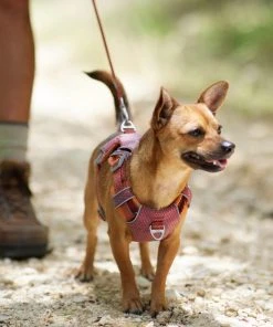 Frisco Outdoor Lightweight Ripstop Nylon Dog Harness -PetNest Shop 256455 PT5. SY630 V1625585374