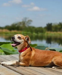 Frisco Outdoor Solid Textured Waterproof Stink Proof PVC Dog Collar -PetNest Shop 256497 PT5. SY630 V1625585728