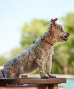 Frisco Outdoor Two Toned Waterproof Stink Proof PVC Dog Collar -PetNest Shop 256586 PT5. SY630 V1625588493