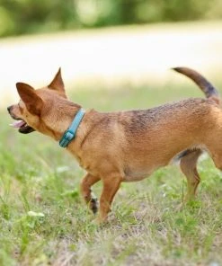 Frisco Outdoor Nylon Reflective Comfort Padded Dog Collar -PetNest Shop 256658 PT5. SY630 V1625586779