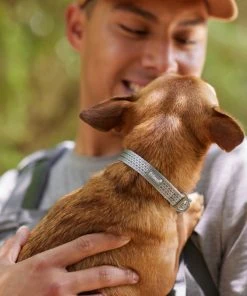 Frisco Outdoor Ultra Reflective Nylon Dog Collar -PetNest Shop 256693 PT5. SY630 V1625588475